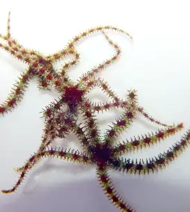 Brittle star for saltwater, View more