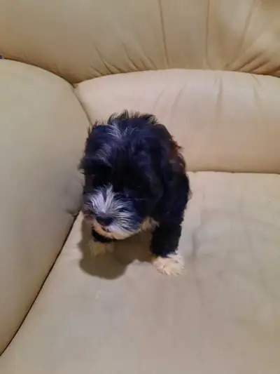 Shih Tzu puppy, View more