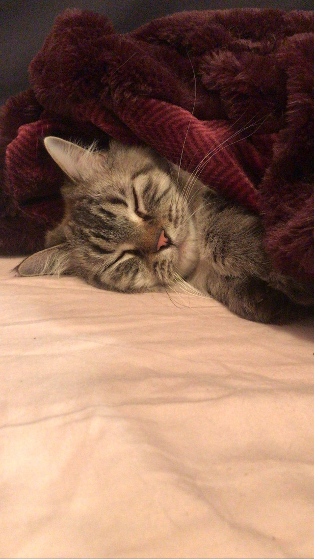 Cat for rehome Cats & Kittens for Rehoming Vancouver Kijiji