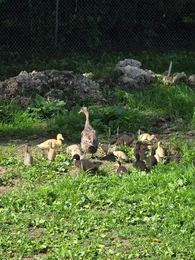 variety of ducklings, View more