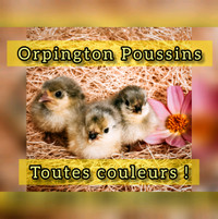 Chicks Poussins High quality 3 Races Disponible