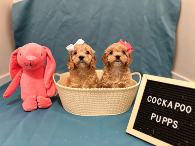 Cockapoo puppies 