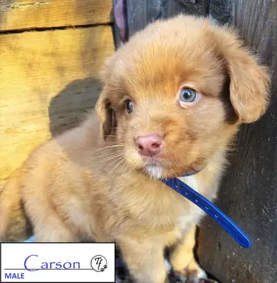 PUREBRED TOLLER PUPS, View more
