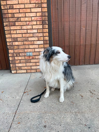 Australian Shepard Male For Sale to a Safe, Energetic Home $800