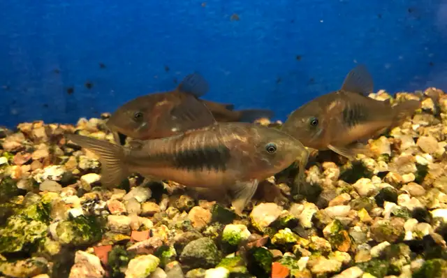 Bronze corys547962566298183682