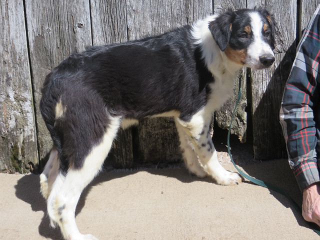 CBCA Registered BORDER COLLIES in Dogs & Puppies for Rehoming in Peterborough - Image 3
