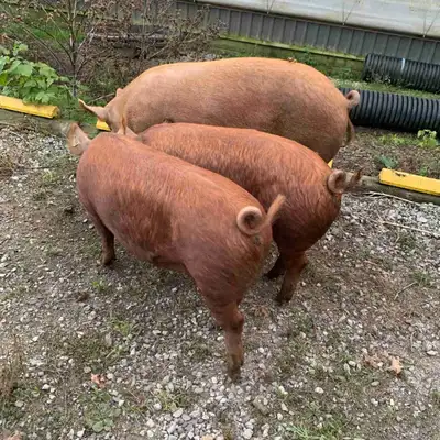 Tamworth boars , View more