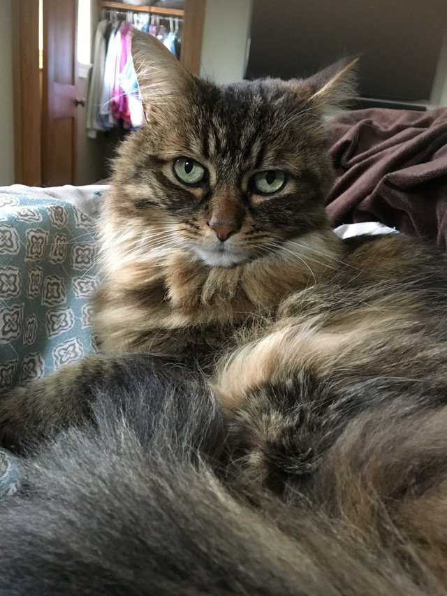 Missing cat  in Lost & Found in Calgary