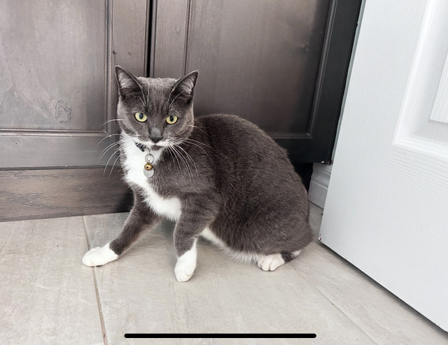 Cat for rehoming in Cats & Kittens for Rehoming in Peterborough - Image 3