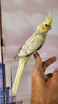Female handfed baby cockatiel available