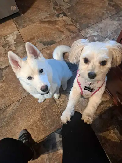 Dog Boarding in a Safe and Loving Home with Daily Park Walks!, View more