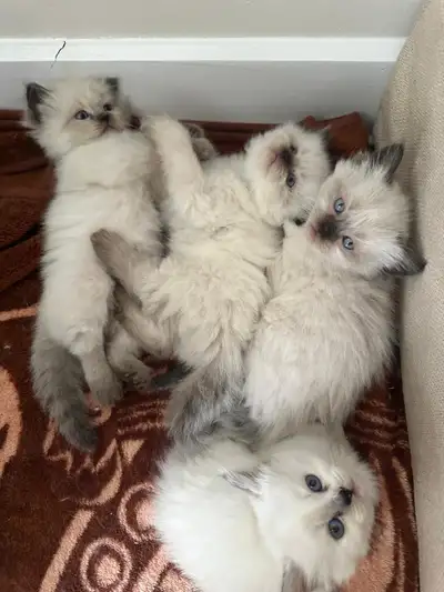 Siamese Ragdoll, View more