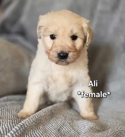 Goldendoodles, View more