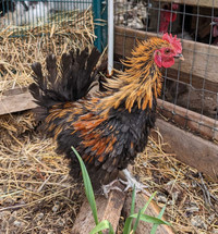 Frizzle rooster 