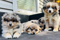  Pomskie Puppies Ready April 29th