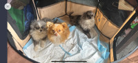 Pure breed Pomeranian puppies are looking for new home.