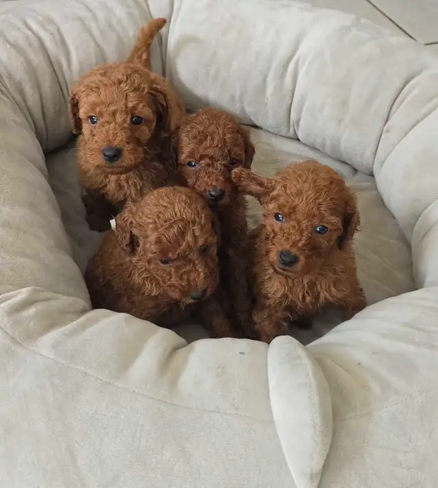 Dark Red Miniature Poodles in Dogs & Puppies for Rehoming in City of Toronto - Image 5