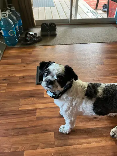 2 yr old male shih tzu microchipped  neutered, View more