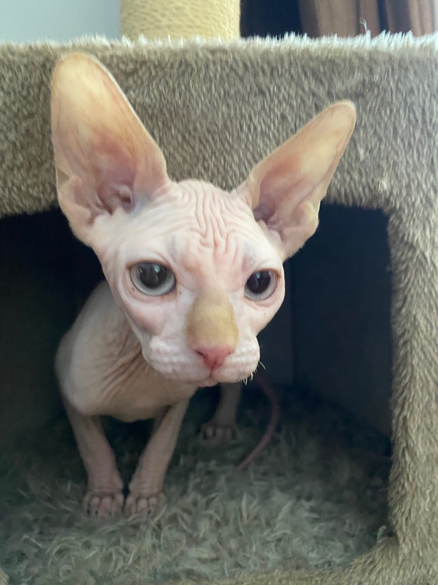 Sphynx Kittens Availabe in Cats & Kittens for Rehoming in Saskatoon - Image 3