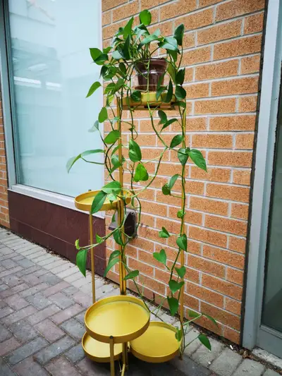 Pothos Jade with long vines Indoor plant Length 55 inches Price： $20.00 - plant with 5" plastic pot...