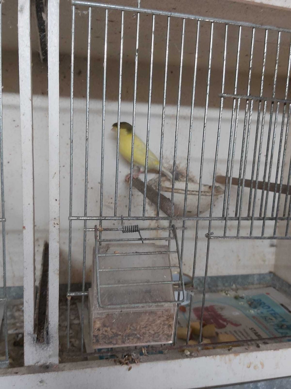 Canaries for Sale | Birds for Rehoming | Hamilton | Free local ...