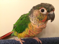 Proven breeding pair of conures with cage