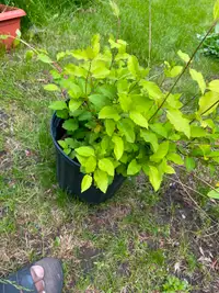 Honey suckle plant in 2 gallon pot
