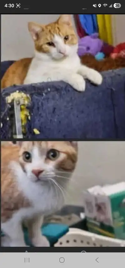 4 male cats need homes, View more