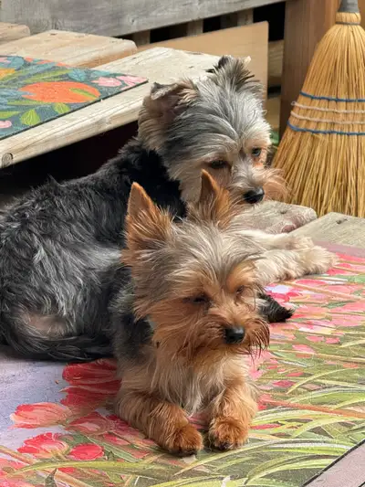 Morkie puppies have arrived !!, View more