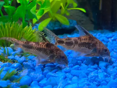 Poissons aquarium, View more