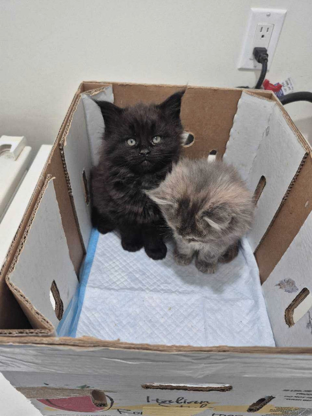 Maine Coon kittens in Cats & Kittens for Rehoming in City of Toronto - Image 4