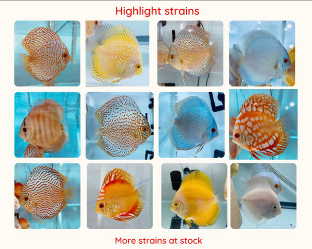 Nourriture de discus cœur de bœuf  dans Poissons à adopter  à Laval/Rive Nord - Image 2