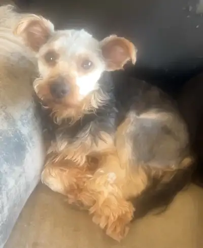 We have a litter of 6 beautiful 3/4 Yorkshire terrier and 1/4 Scottish Terrier puppies 5 boys and 1...