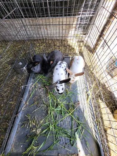 We have 6 young rabbits born April 1st, so 3 months old now. Rex X mixed breed, medium sized rabbits...