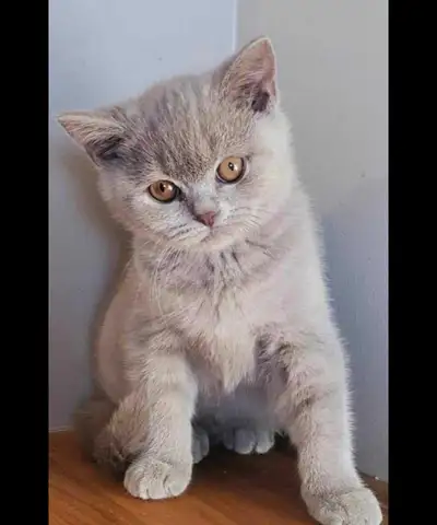 Scottish fold/ British shorthair kittens / Two boys  / Edmonton., View more