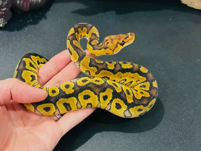 Baby clown ball python, View more