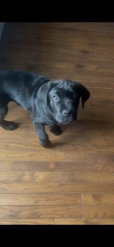Mastiff / Corso Pups, View more