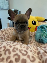 Lilac & blue Fawn  Frenchies 