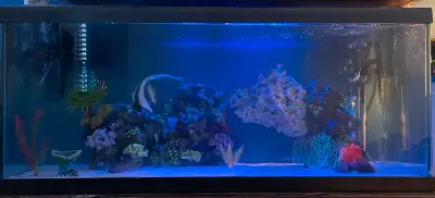 Beautiful 75 gallon saltwater aquarium, View more