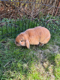 Holland lop male
