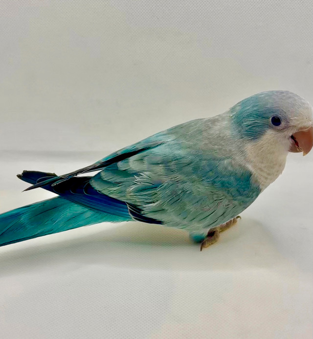 Baby Quaker Parrots in Birds for Rehoming in Kitchener / Waterloo - Image 4