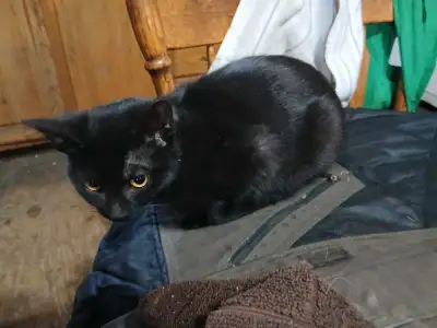 black kittens for sale $25, View more