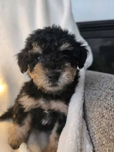 Mini Schnoodles - poodle x schnauzer, View more