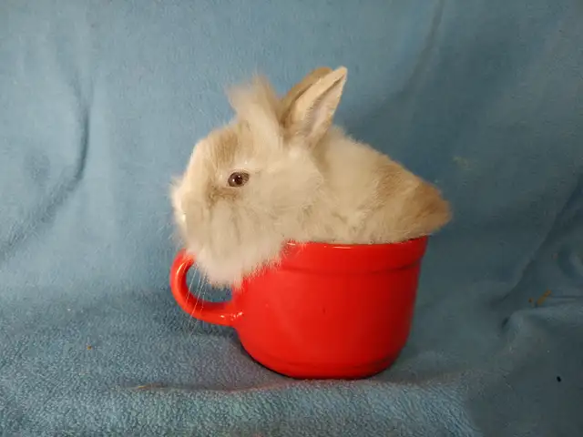 EXTRAORDINARY Lionhead, Netherland dwarf, Holland lop bunnies in Small Animals for Rehoming in Ottawa - Image 9