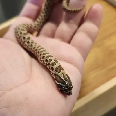 Hognose (Will trade too), View more
