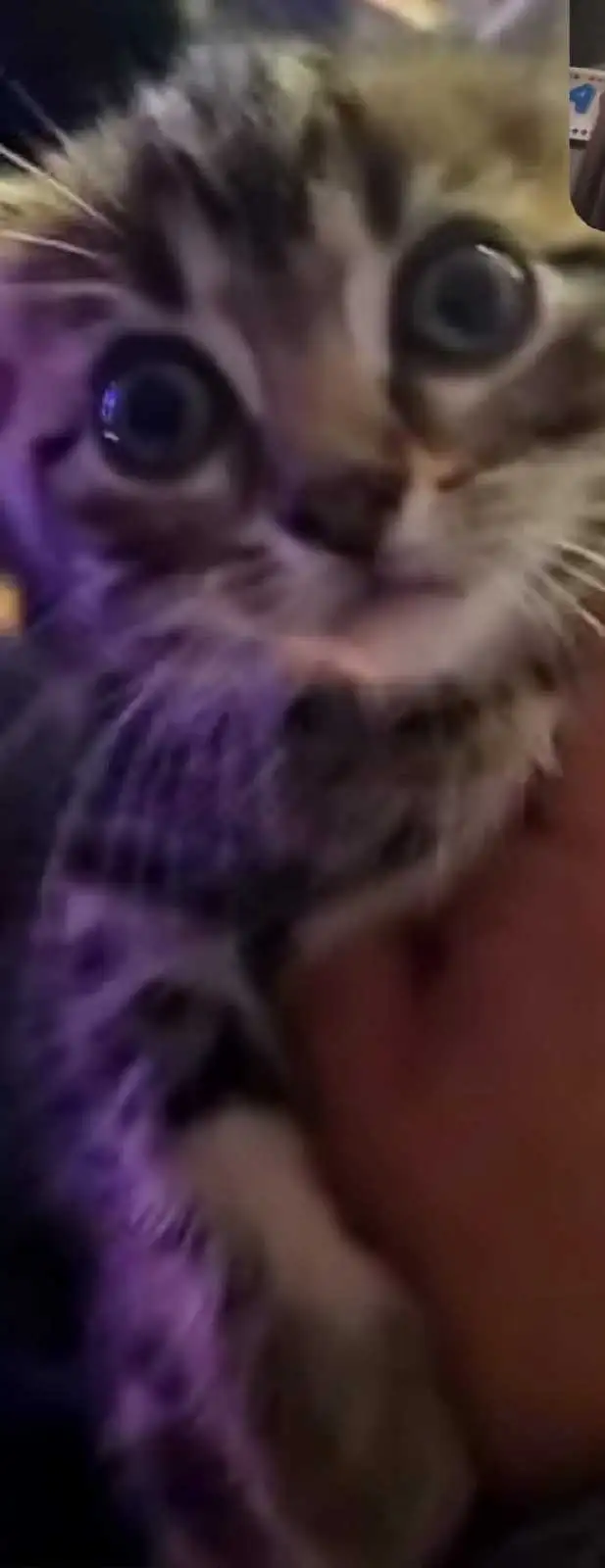 small kitten in Cats & Kittens for Rehoming in Saskatoon - Image 3