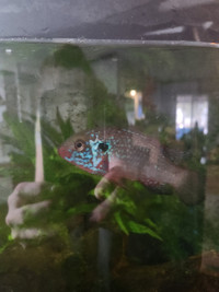 Free 3" Peacock Chiclid