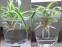 Plante araignée bébé / baby Chlorophytum spiderplant