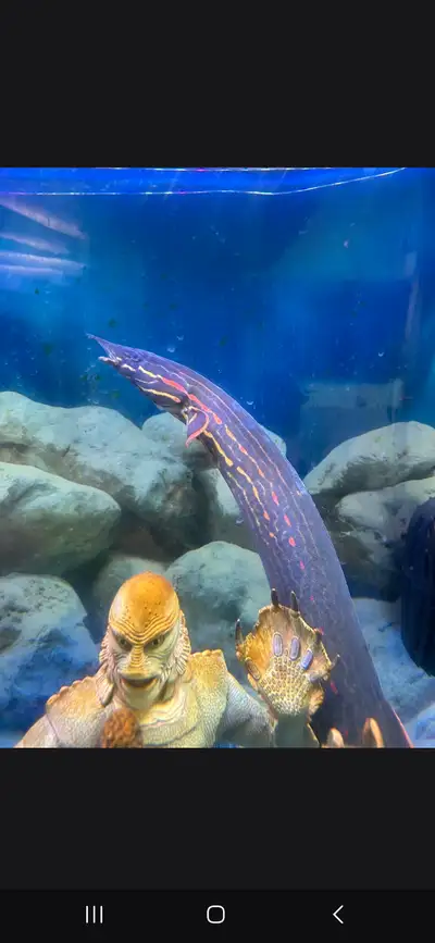 Fire eels and Albino Arrowana, View more