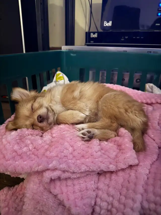 chiots pomchi in Dogs & Puppies for Rehoming in Laurentides - Image 5